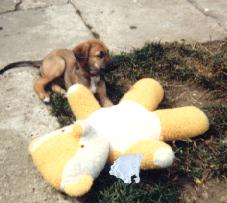 Rocky 1