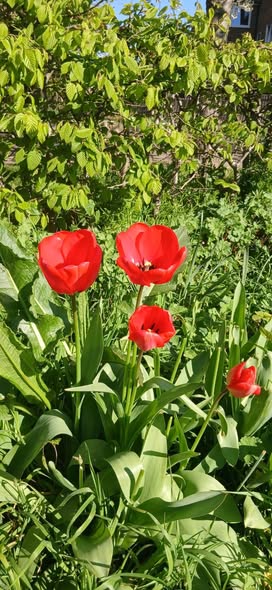 Bandstand flowers
