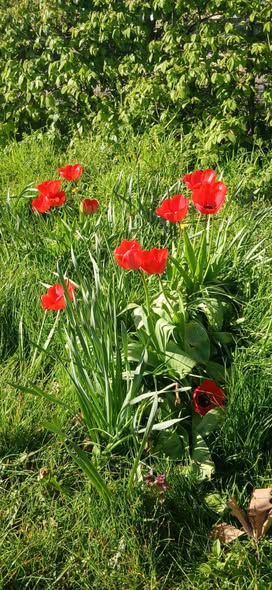 Bandstand flowers