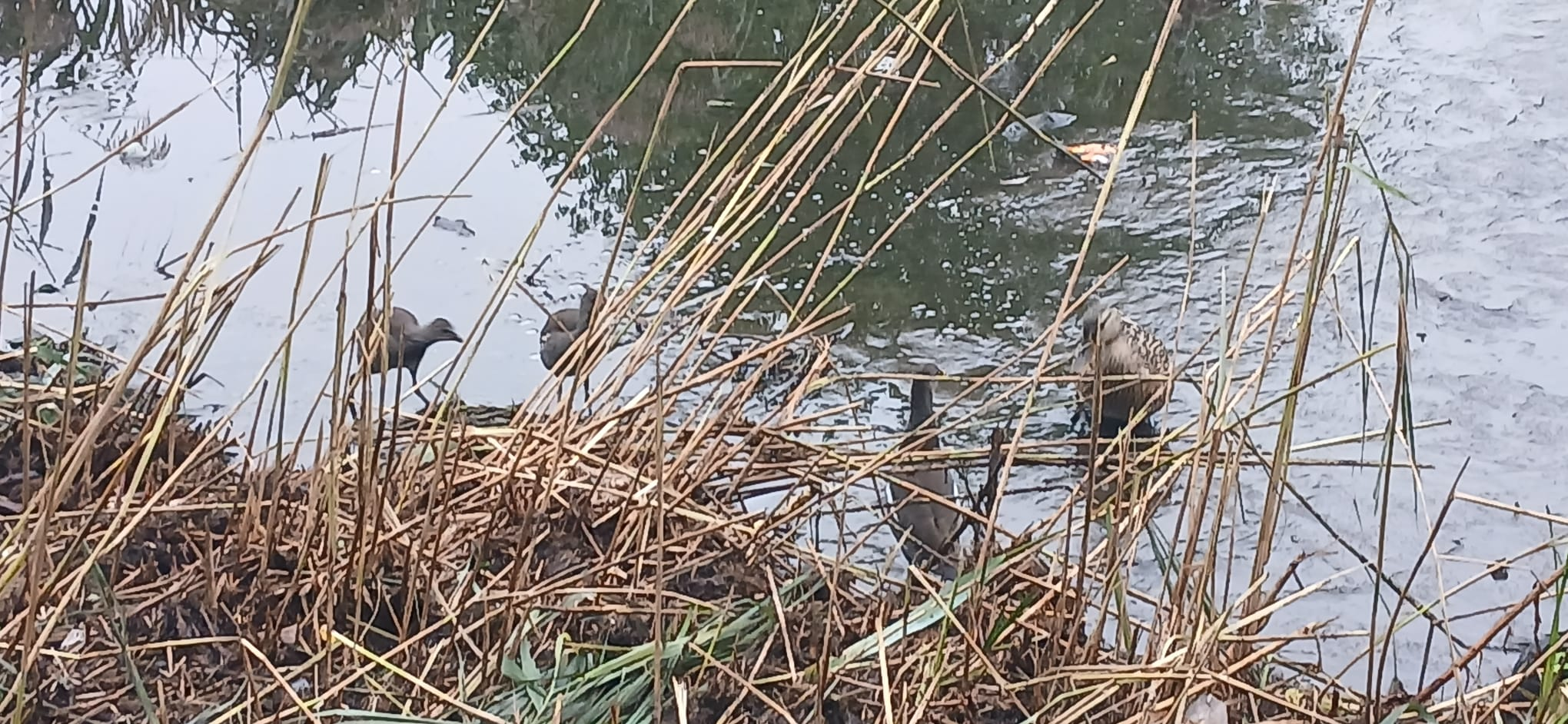 Pond life in Durants Park