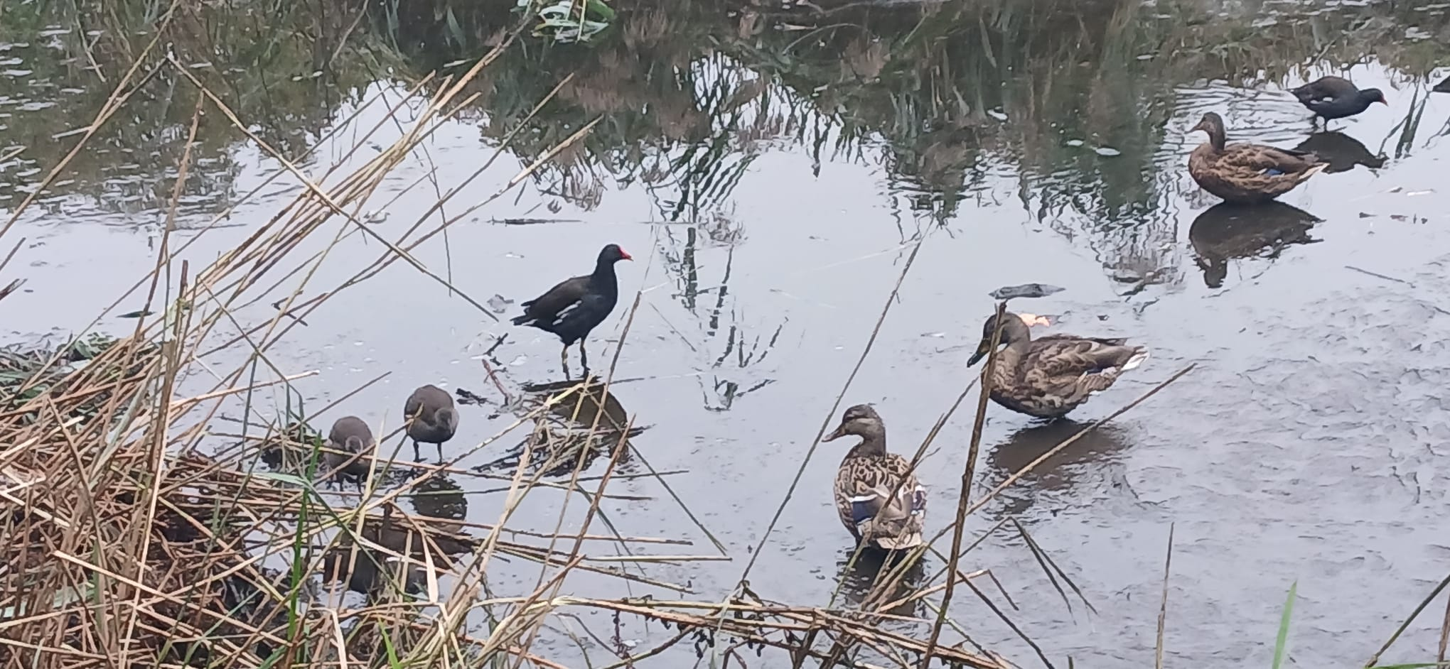 Pond life in Durants Park