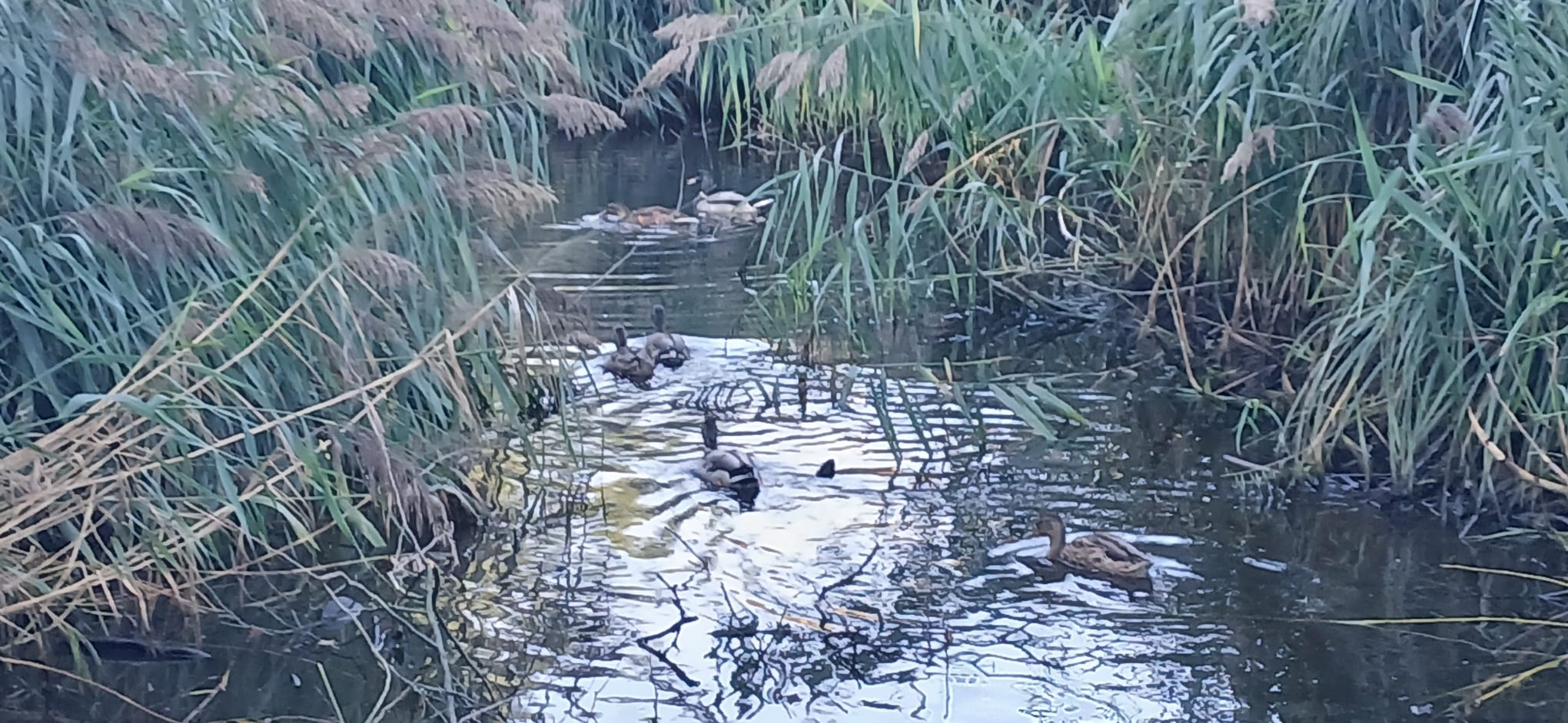 Pond life in Durants Park