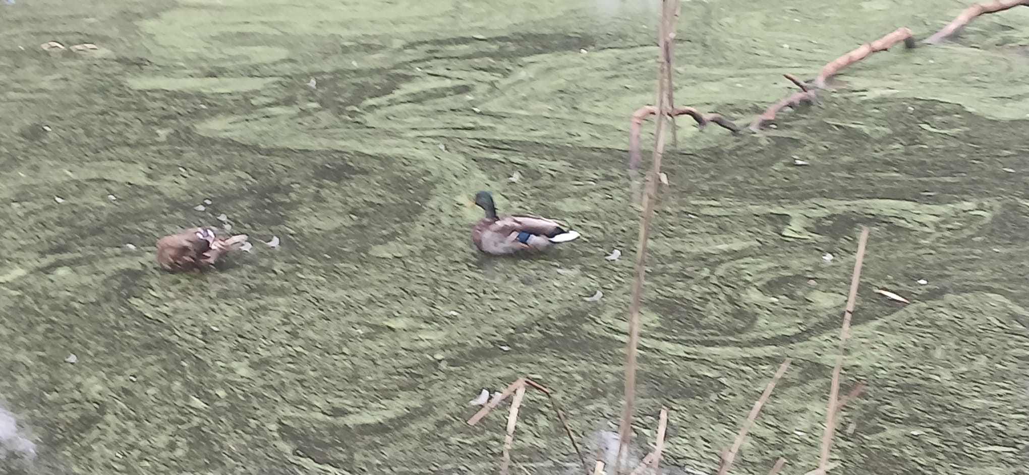 Pond life in Durants Park