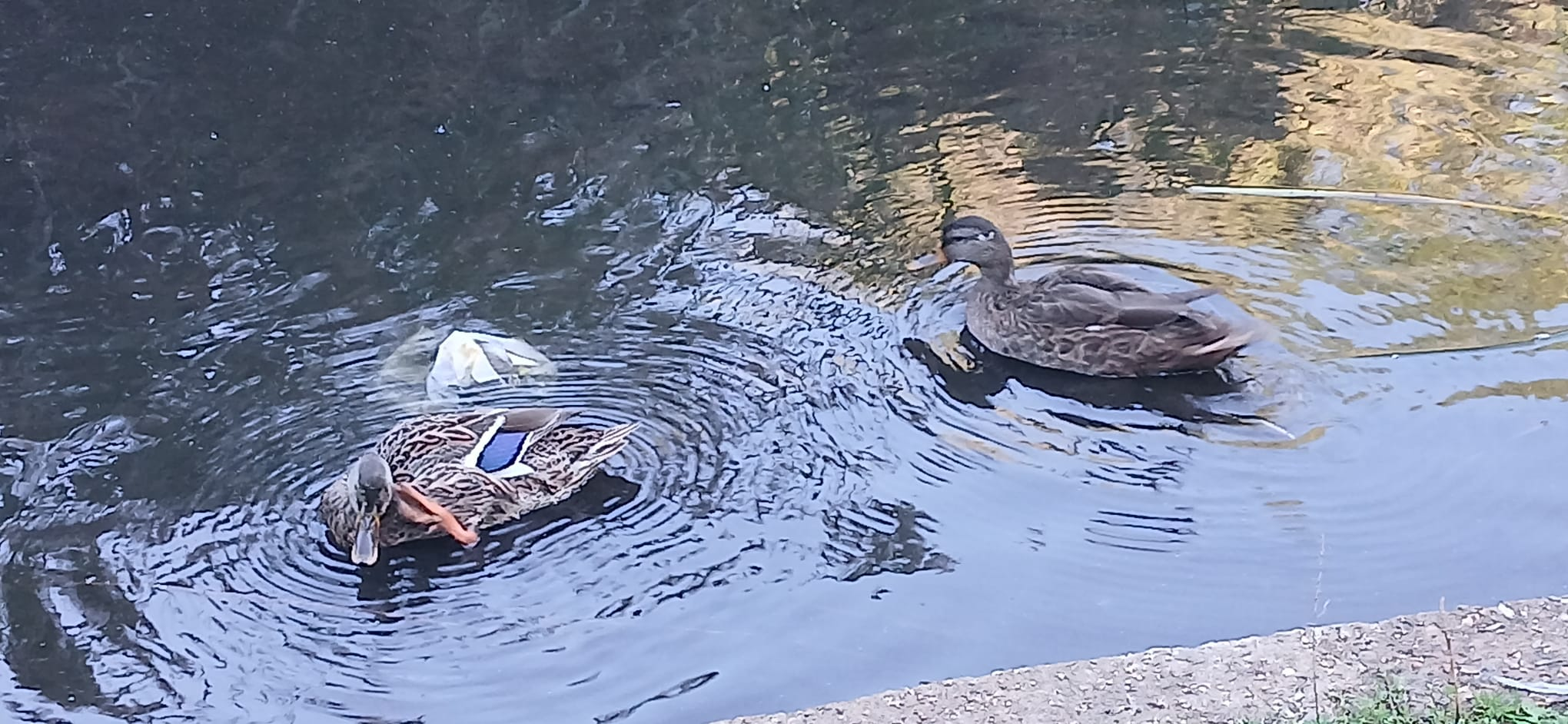 Pond life in Durants Park