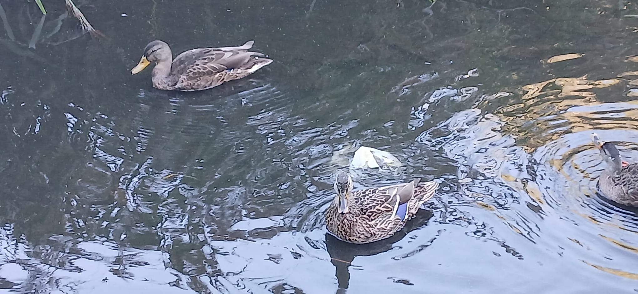 Pond life in Durants Park