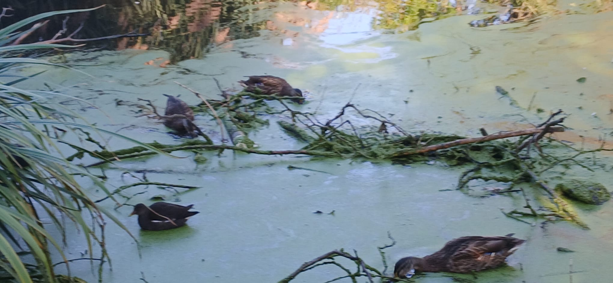 Pond life in Durants Park