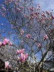 Winter colour in Durants Park