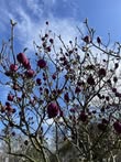 Winter colour in Durants Park