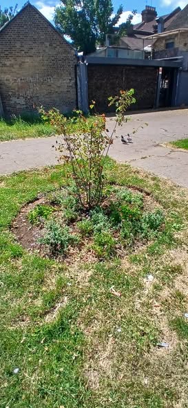 Ponders End Park planting