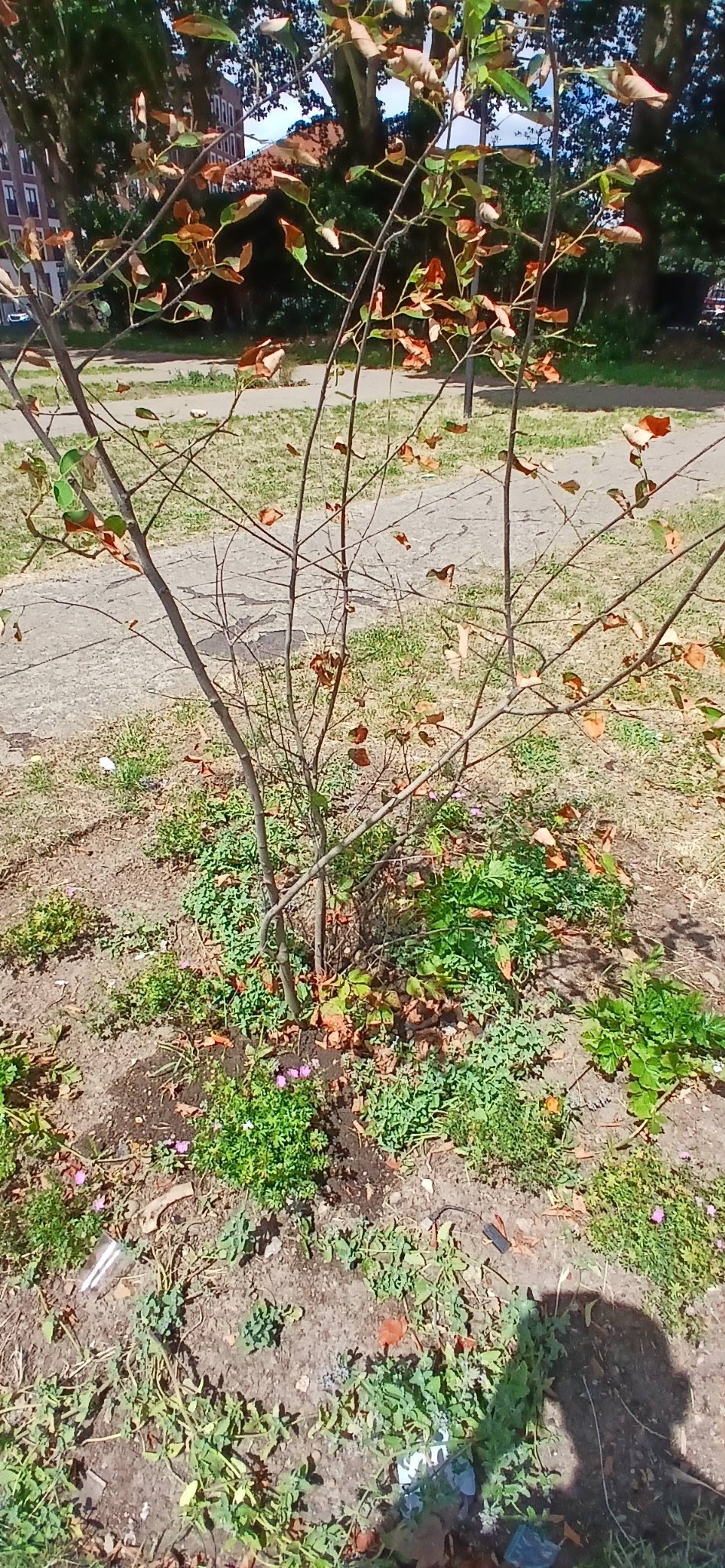 Ponders End Park planting