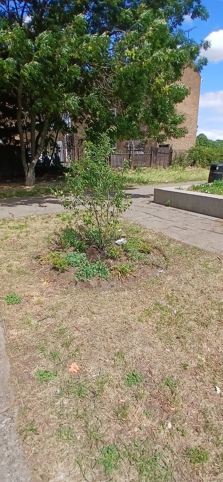Ponders End Park planting